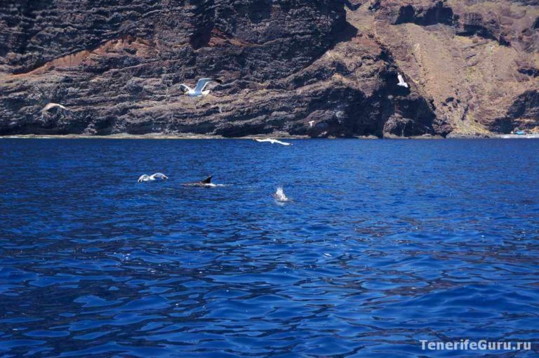Дельфины на Тенерифе у Лос Гигантес