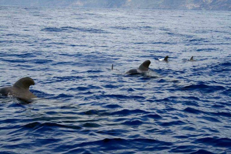 Киты и дельфины на Тенерифе